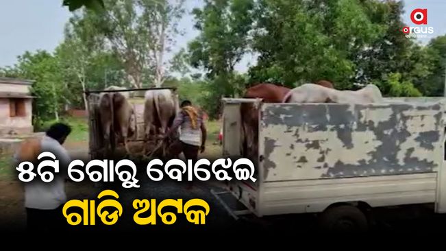 26 cattle rescued, 11 mafia arrested