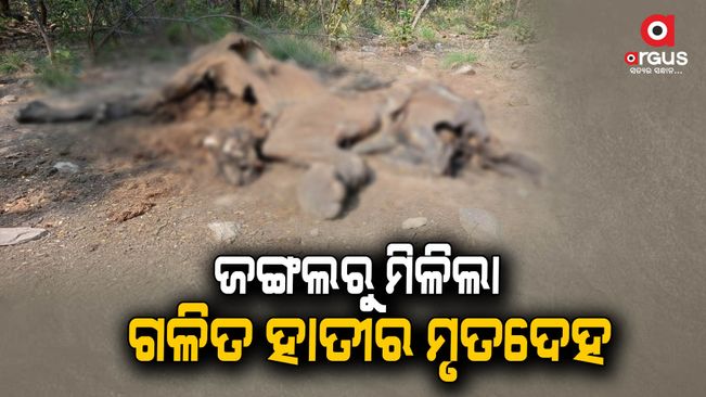 Forest officials buried the elephant's body to hide the mystery of the death