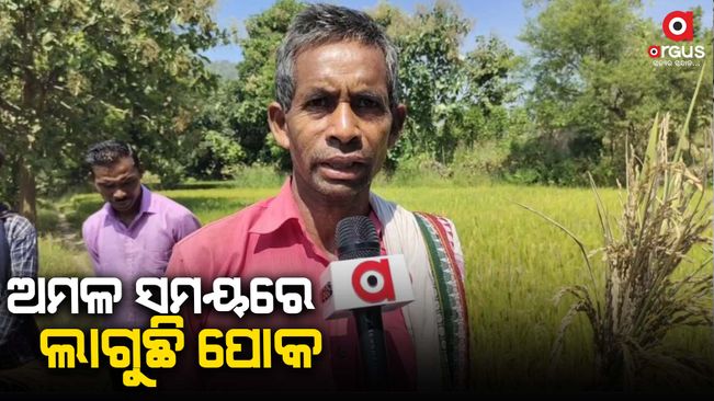 Farmers are worried about pests in the Nuapada district.