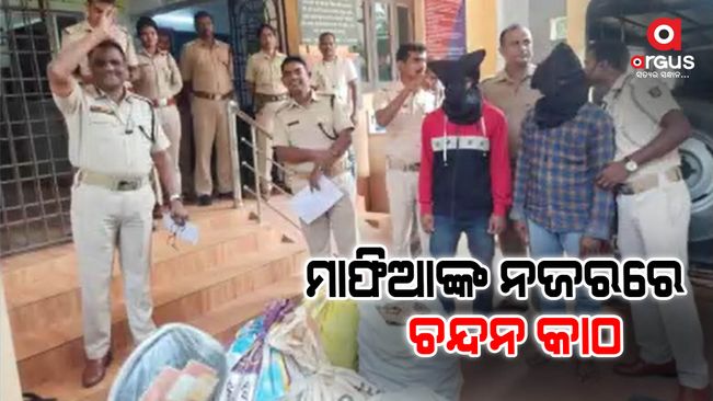 Semiliguda police arrested two persons with 130 kg sandalwood.