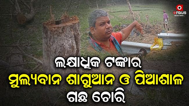 Theft of Shagawan and Piashal trees worth lakhs of rupees