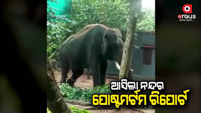 Nanda elephant dies of septicemia