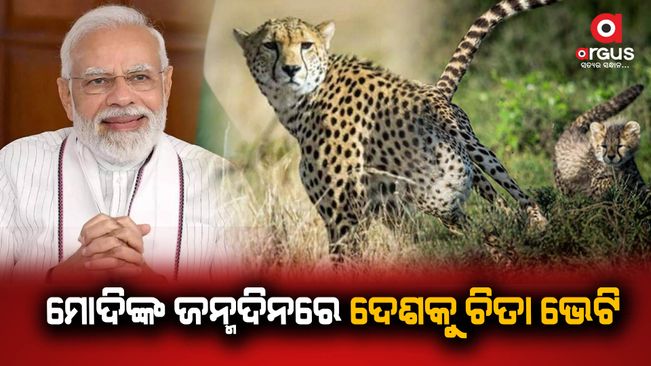 First Look Of African Cheetahs That Will Be Brought To India On PM Modi’s Birthday
