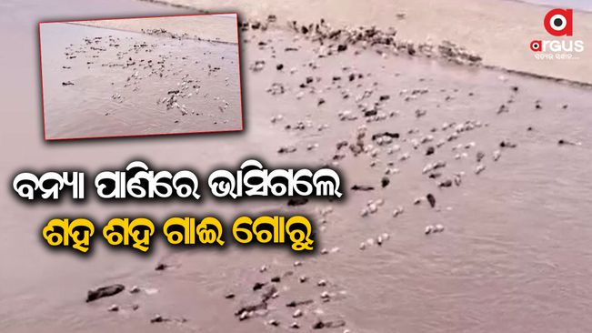 Hundreds of cows were washed away by the flood water