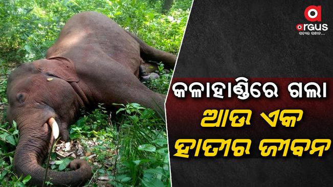 elephant death  in kalahandi