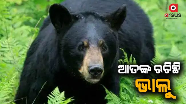 The bear and its cubs are one of the most important in the attack in Mayurbhanj