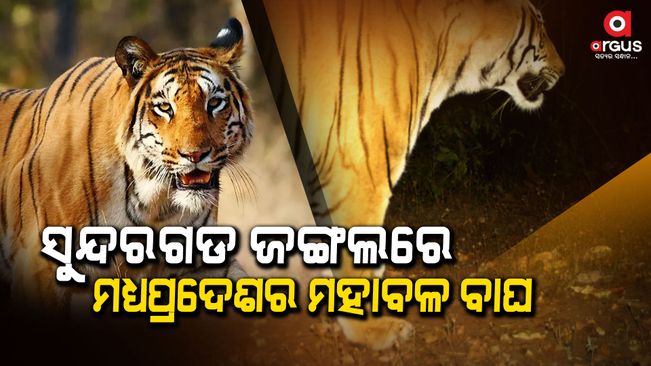 PCCF from Madhya Pradesh's Sanjay Dhubri Tiger Reserve said