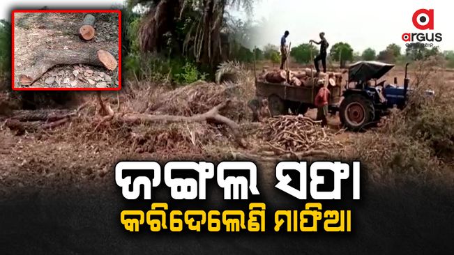 illegal tree cutting in balangir district