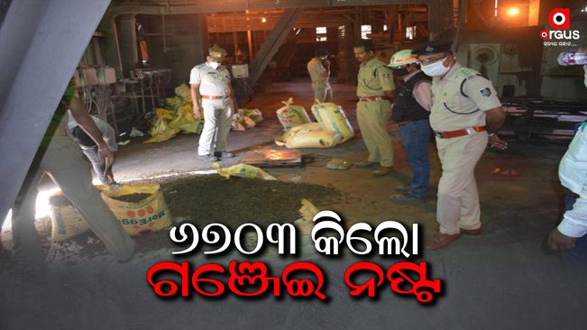 6703 kg of cannabis was destroyed by Excise Department in Koraput
