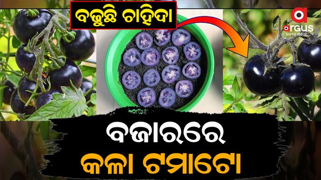 indigo black tomato farming profitable in-india earn lakh of rupees , This tomato, which has an exclusive look in itself, is not infamous because of its black color,