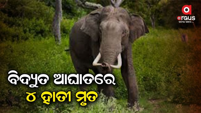 4 elephants died due to electric shock
