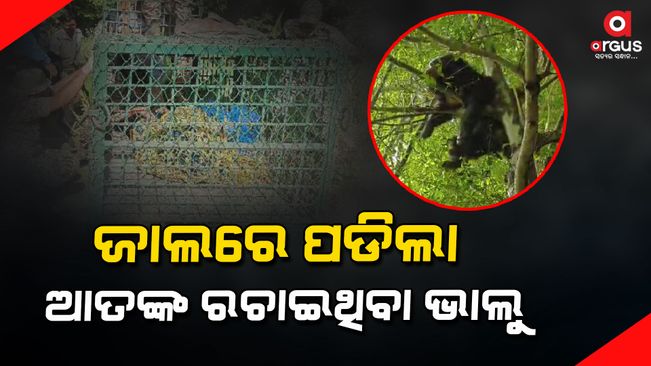 The forest department captured the panicked bear in nabarangpur