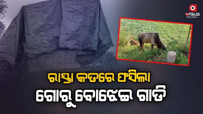 10 cattle rescue in khordha