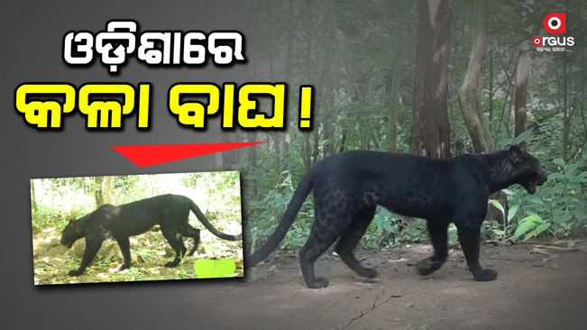 Black tiger spotted again in Odisha forest
