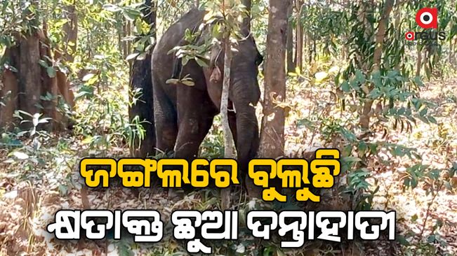 Injured baby elephant  were found roaming in the  rakhita forest