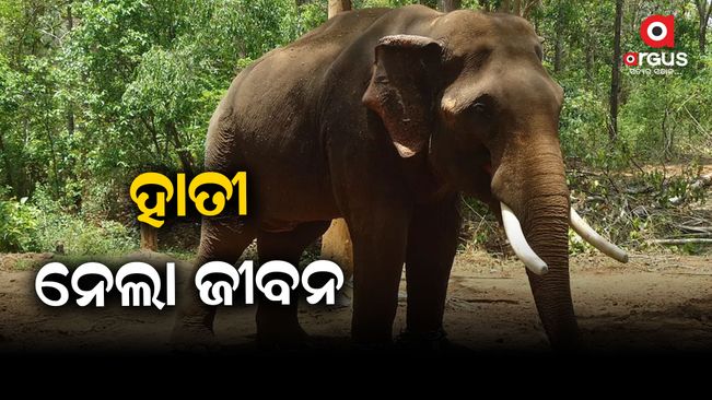elephant was killed while going to the forest to collect firewood in  keonjhar