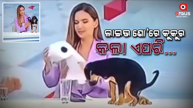 A pet dog did poops during a live show, the video went viral