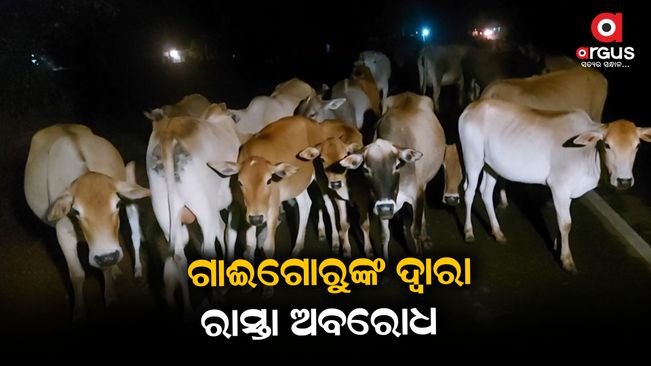 In the evening, the road is blocked by cattle