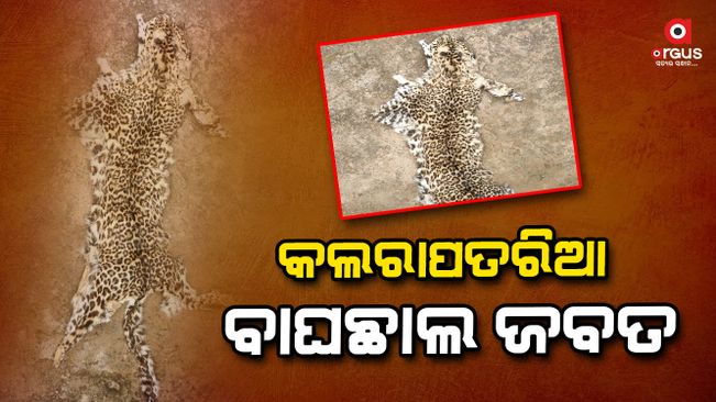 Another Kalaparatria tiger skin seized from Shimilipal sanctuary