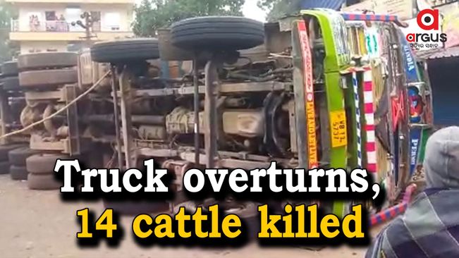Cattle-laden truck overturns in Balasore, 14 cows killed