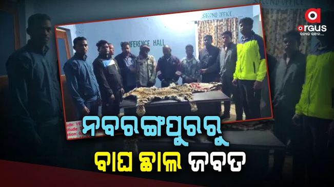 Nabarangpur Forest Department seizes striped tiger skin