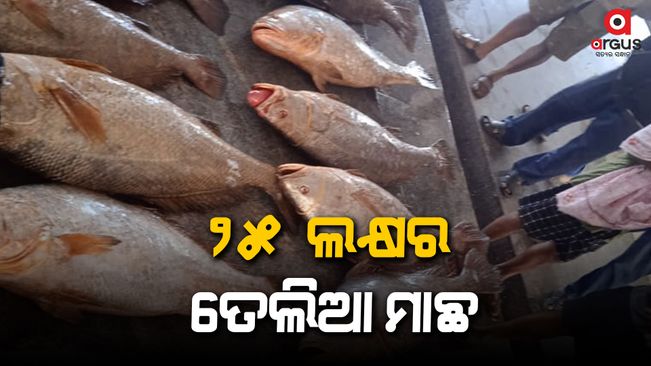 25 lakhs of oily fish