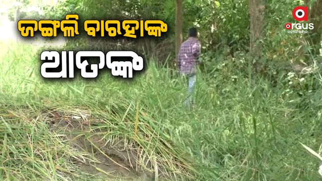 In the Khaprakhol block of Patnagarh sub-district, the farmers are worried about the wild Baraha animal.
