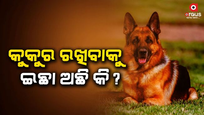 greater noida dog rules in housing society if you are bringing a dog home for adoption keep these four important things