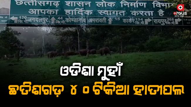 Chhattisgarh elephants are facing Odisha