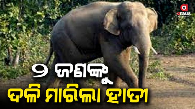 2 dead in elephant attack