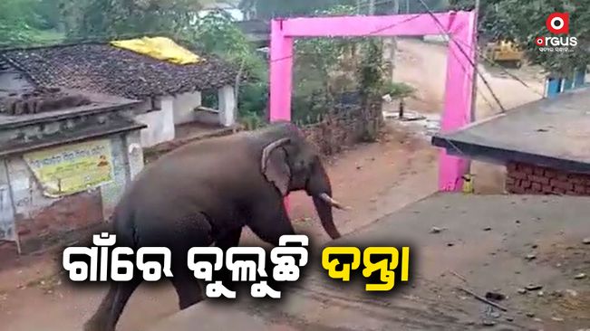 People are scared to see the elephant in the village