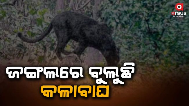 Again black tiger terror in sundargarh