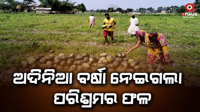 Farmers have alleged that watermelon crops worth lakhs of rupees have been destroyed due to one-day rain.
