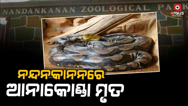 Anaconda died in Nandankanan.