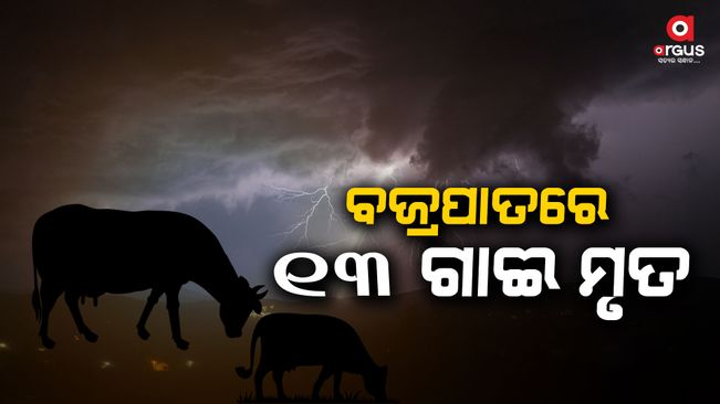 13 cows died while grazing in the field-in-lightening
