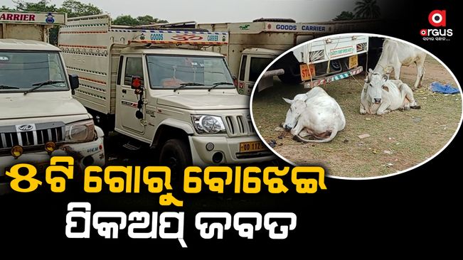 Thirteen cow mafia arrested with 5 cattle loaded pickup