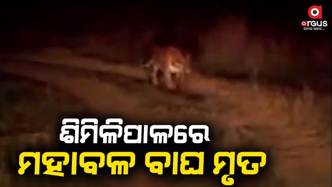 Royal Bengal tiger dies at Similipal; autopsy to reveal reason, says Director