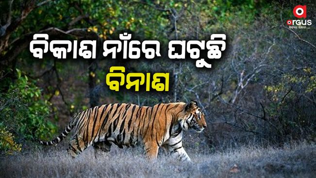 Tiger death case