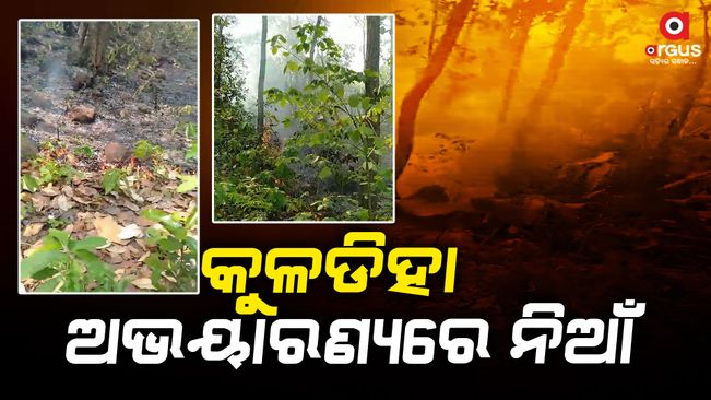 fire at forest , precious trees burned with animals