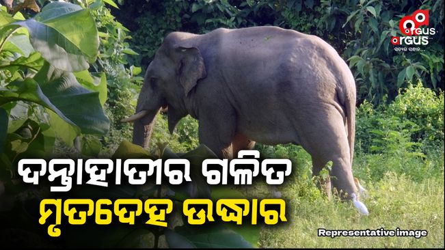 The decomposed body of a 30-year-old elephant was recovered