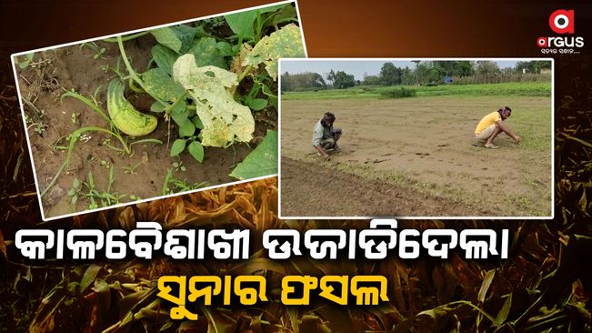 Farmers in quandary as heavy rainfall damage crops-in-cuttack-athagarh-area