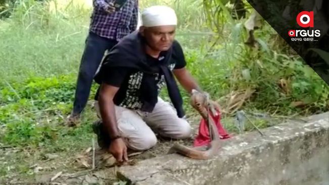 Cobra rescued from toilet tank