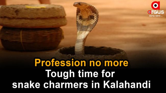 Kalahandi: Snake-charmer families struggling hard for livelihood sans Govt support