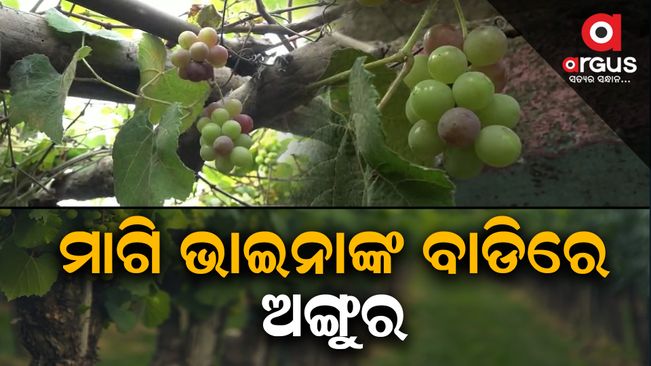 Australian Grape Farming in Odisha
