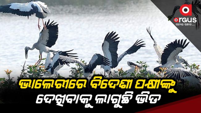 Foreign birds are coming to Valery area in Gunupur