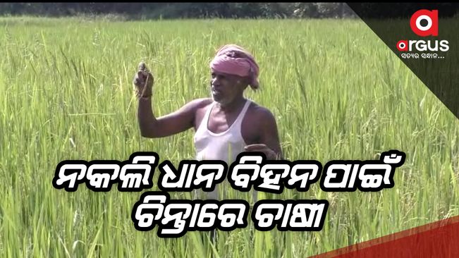 Farmers worried about fake rice seeds in Patnagarh Balangir.