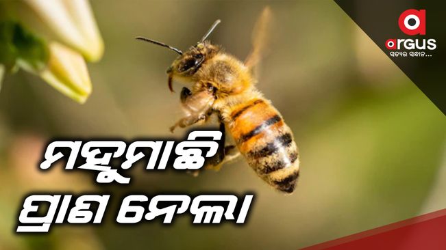Minor dies in bee attack