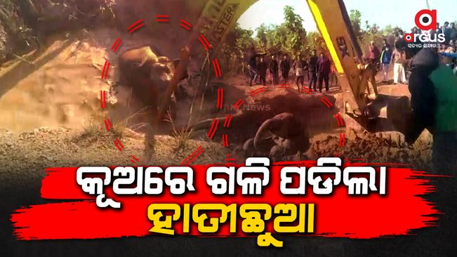Baby elephant rescued from abandoned pit in Kalahandi