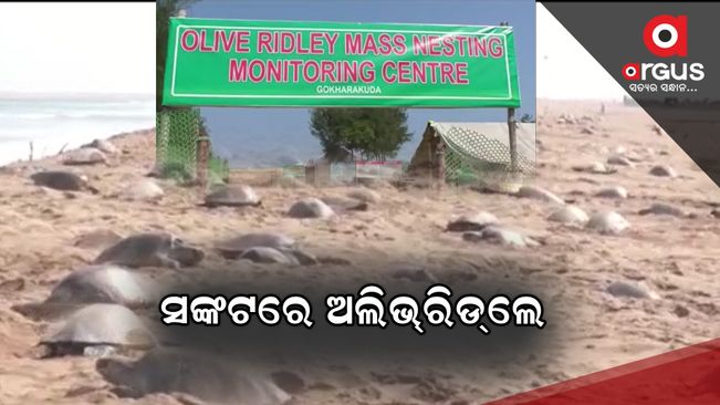 Olive Ridley in Crisis