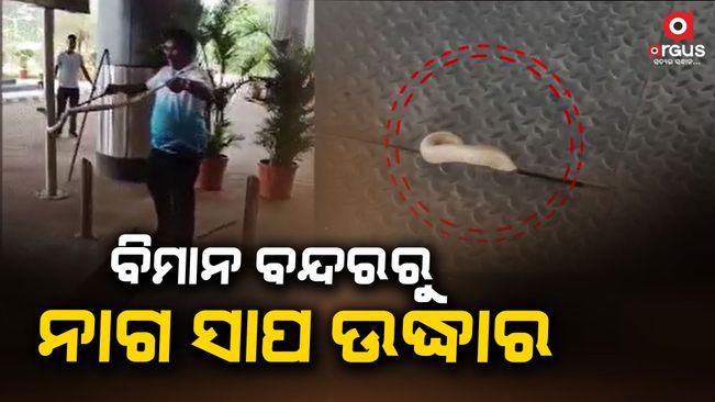 A cobra was rescued from near the main gate of Terminal 2 of the airport